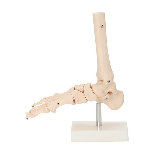 人体模型 骨格模型 足関節 模型 実物大 間接模型 骨格標本 骨模型 骸骨模型 人骨模型 骨格 人体 モデル..