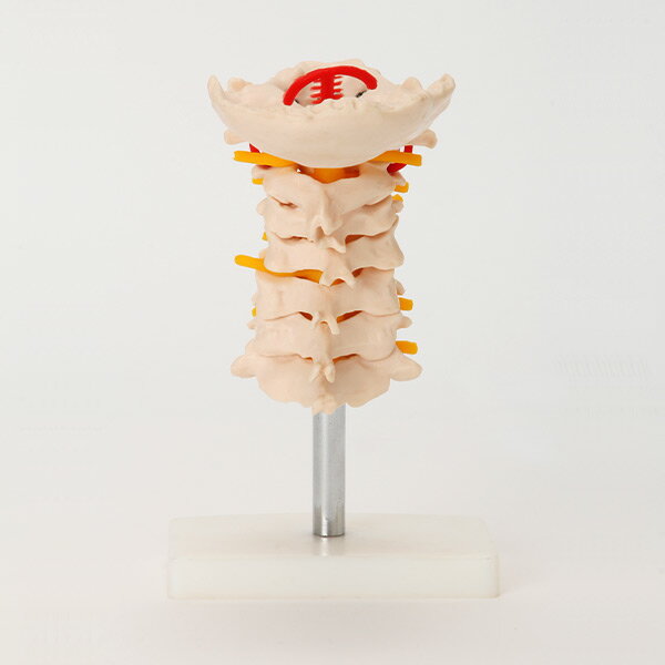 人体模型 骨格模型 頸椎 模型 実物大 間接模...の紹介画像3