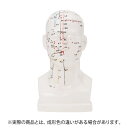 人体模型 経穴人形 頭部 鍼灸模型 中国語 20cm 鍼灸 経穴模型 人体標本 人体モデル 経絡人形 人体 模型 つぼ ツボ マッサージ 教材 実験 整体院 鍼...