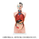 人体模型 内臓模型 7ウェルネ 男性 19パーツ 85cm [ 人体解剖 模型 胴体解剖モデル 人体標本 人体モデル 全身模型 全身標本 人体 内臓 トルソー 標本 教材 実験 接骨院 整骨院 ][ E-5-5 ]