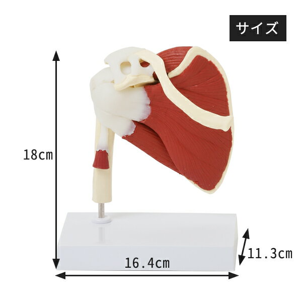 肩関節模型 人体模型 主要筋 腱 靭帯付 ロー...の紹介画像3