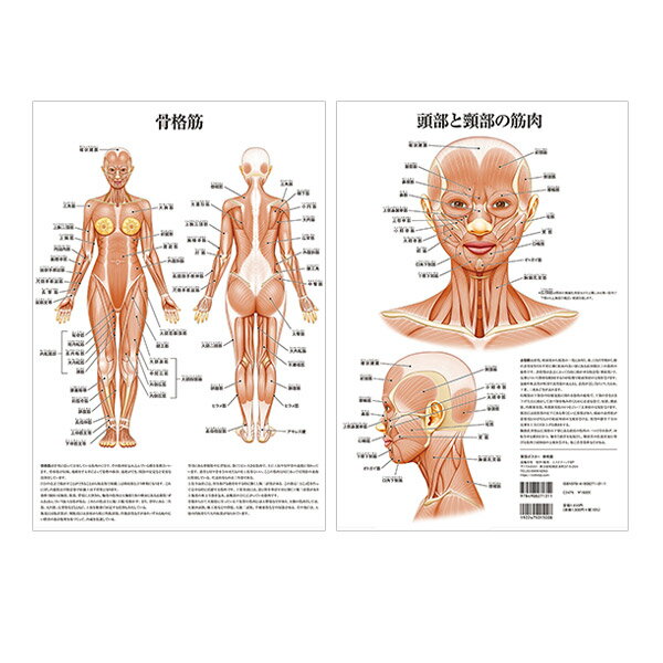 【10%OFF! 6/11 火 1:59まで】ポスター 骨格筋 頭部 / 頸部 の 筋肉 A3 サイズ 両面印刷 ラミネート加工 人体チャート 医学チャート 人体ポスター 人体解剖図 人体図 プラスチック版 デスクサ…