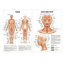 ポスター 骨格筋 頭部 / 頸部 の 筋肉 A3 サイズ 両