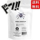 【5と0の日クーポンあり！】[昆虫食] タランチュラ Zebra Tarantula 8g TIU0021