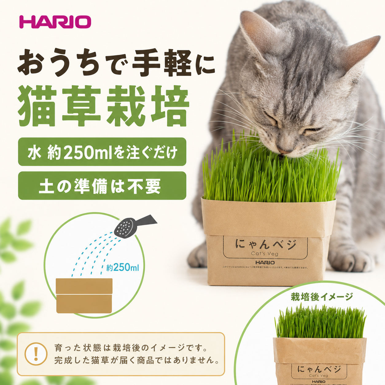SevenRabbitRiograndeのにゃんベジ 猫草栽培キット HARIO ハリオ リフィル 2P ×5袋まとめ買いセット にゃんべじ 猫草 ねこくさ 猫草栽培セット 栽培 キット ニャンベジ 猫用草 セット まとめ買い 買い溜め 安心 毛玉ケア キャットフード｜アングル2