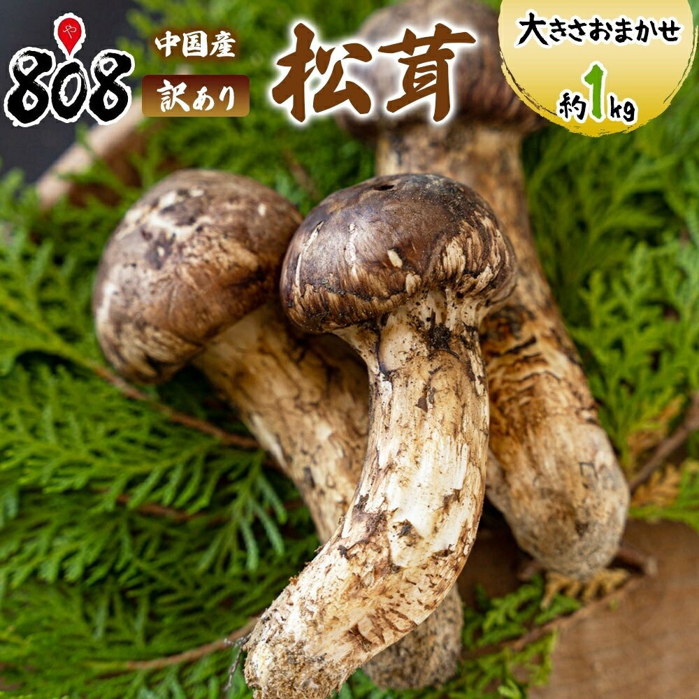 【送料無料】【中国産】訳あり 松茸 原体　大きさおまかせ　約1kg(北海道沖縄別途送料加算)