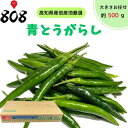 【送料無料】【高知県産他産地厳選】青唐辛子 1箱 約500g(北海道沖縄別途送料加算)【クール便推奨】