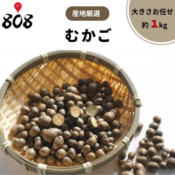 【送料無料】【産地厳選】むかご　大きさお任せ 約1kg(北海道沖縄別途送料加算)のサムネイル
