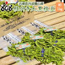 【送料無料】【兵庫県産(丹波篠山特産品)】枝付き大粒黒大豆枝豆 約1kg(北海道沖縄別途送料加算)