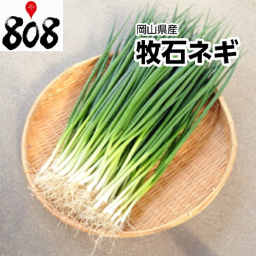 【岡山県産】牧石ネギ　約1kg【野菜詰め合わせセットと同梱で送料無料】【送料別】青ネギ/敬老の日/お歳暮/歳暮/高品質/味噌汁/スープ/