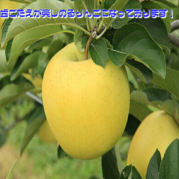 【送料無料】【長野県産】訳あり シナノゴールド 大きさおまかせ 約4kg(北海道沖縄別途送料加算)ご家庭用/訳有/訳あり/訳アリ/ワケあり/リンゴ/りんご/林檎/アップルジュース/スムージ/敬老の日/お歳暮/歳暮/高糖度/家庭用