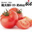 【送料無料】【西日本産】訳あり 桃太郎トマト 大きさおまかせ　約4kg(北海道沖縄別途送料加算)絶品/とまと/訳有/訳あり/訳アリ/ワケあり/スムージー/ジュース/生地/種/苗