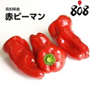 【高知県産】赤ピーマン 1パック 約500g【野菜詰め合わせセットと同梱で送料無料】【送料別】赤ピーマンの酢の物/赤ピーマンのエスニックきんぴら/赤ピーマンのカレー炒め/赤ピーマンのゴマ和え/赤ピーマンの肉詰め/おうち時間/巣ごもり/ダイエット/健康/自炊/食品ロス