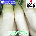 【兵庫県産】朝採れ大根　1本　約2kg【野菜詰め合わせセットと同梱で送料無料】【送料別】/敬老の日/大根とベーコンの朝スープ/切り干し大根の煮物/イカと大根の煮物/栄養/効能/歳暮/効能/中元/お歳暮