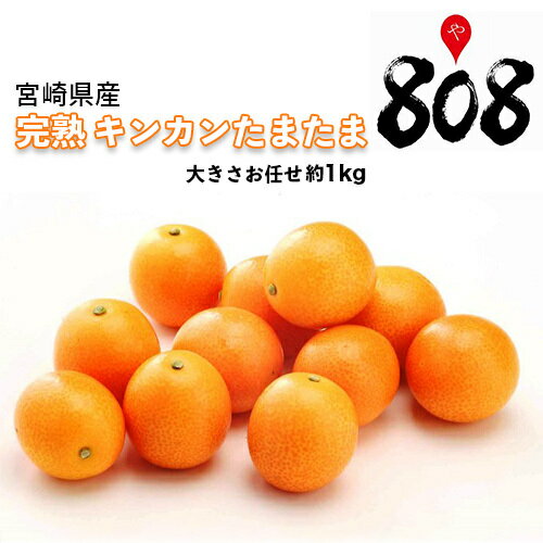 【送料別】【宮崎県産】完熟きんかん たまたま 大きさお任せ 約1kg 【2kg以上送料無料】【送料は注文後に個数によって変動】のサムネイル