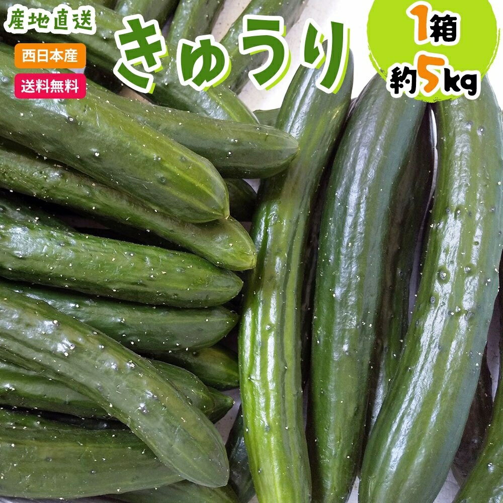 【送料無料】【宮崎県　愛媛県他　西日本産】産地直送 きゅうり 1箱　約5kg入(北海道沖縄別途送料加算)