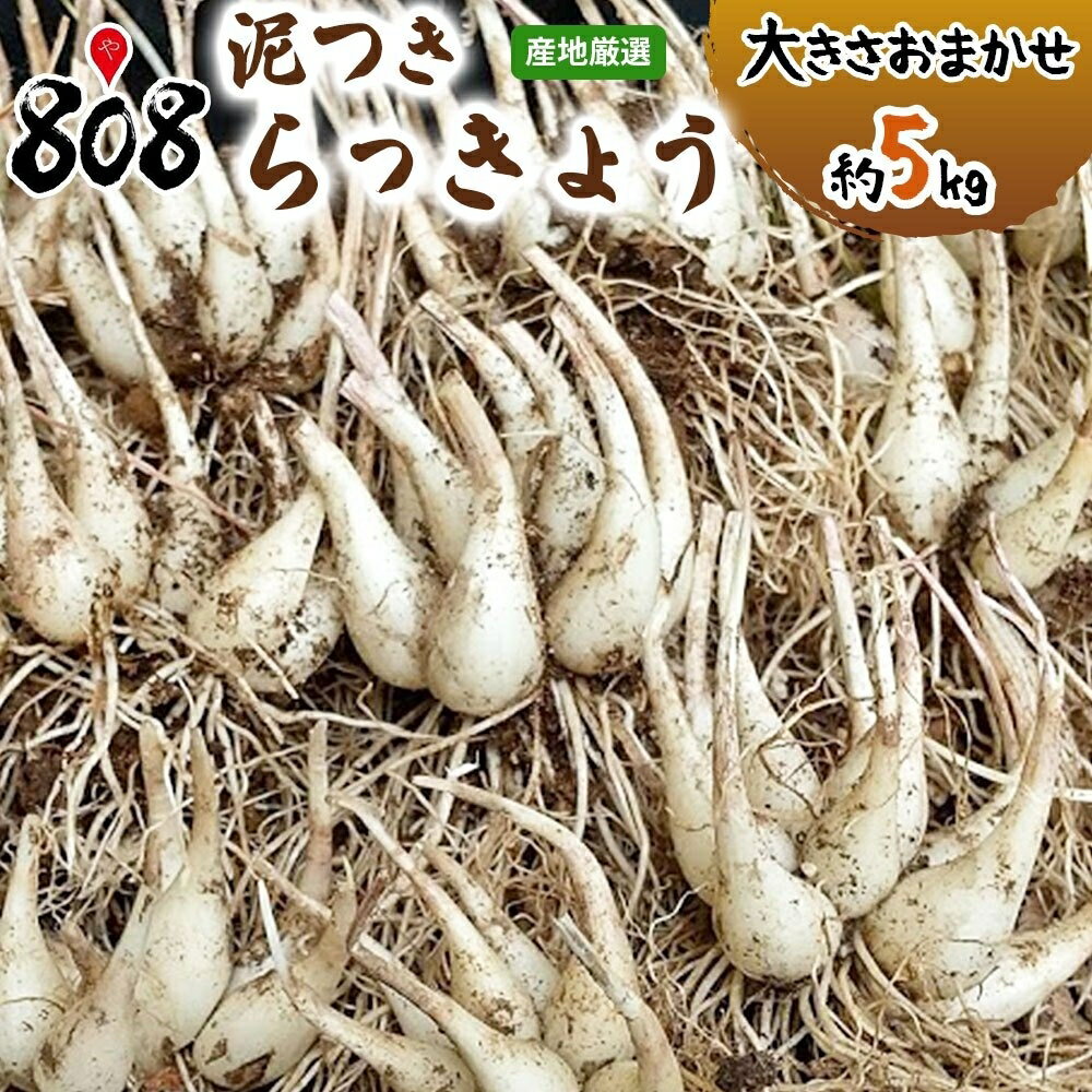 【送料無料】【宮崎県産】泥つきらっきょう 大きさおまかせ 約5kg 北海道沖縄別途送料加算 