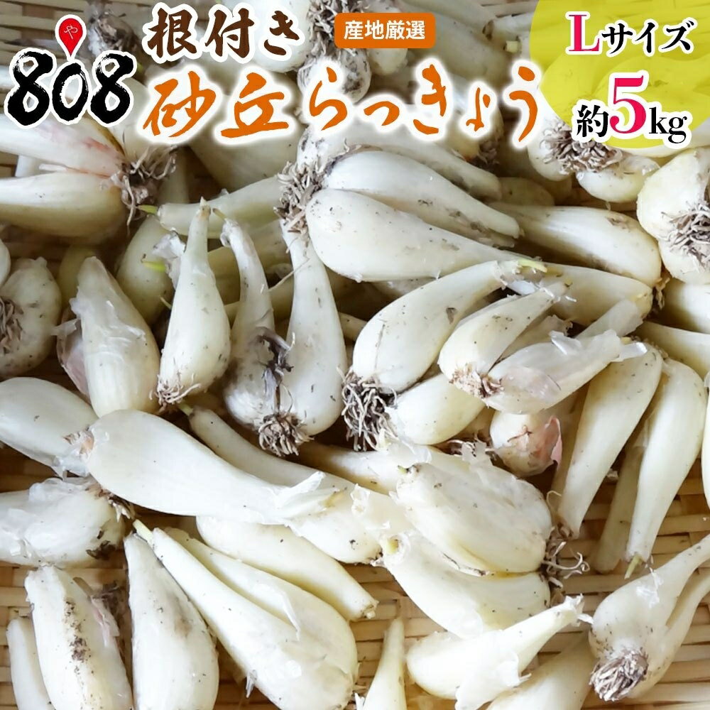 洗いらっきょう 鳥取 JAいなば 福部産 ”砂丘らっきょう” S/Mサイズ 約10kg【予約 6月中旬以降】 送料無料