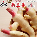 【送料無料】【和歌山県他西日本産】訳あり 新生姜 大きさおまかせ 約4kg(北海道沖縄別途送料加算)