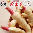【送料無料】【高知県産】秀品 新生姜 大きさお任せ 約2kg(北海道沖縄別途送料加算)