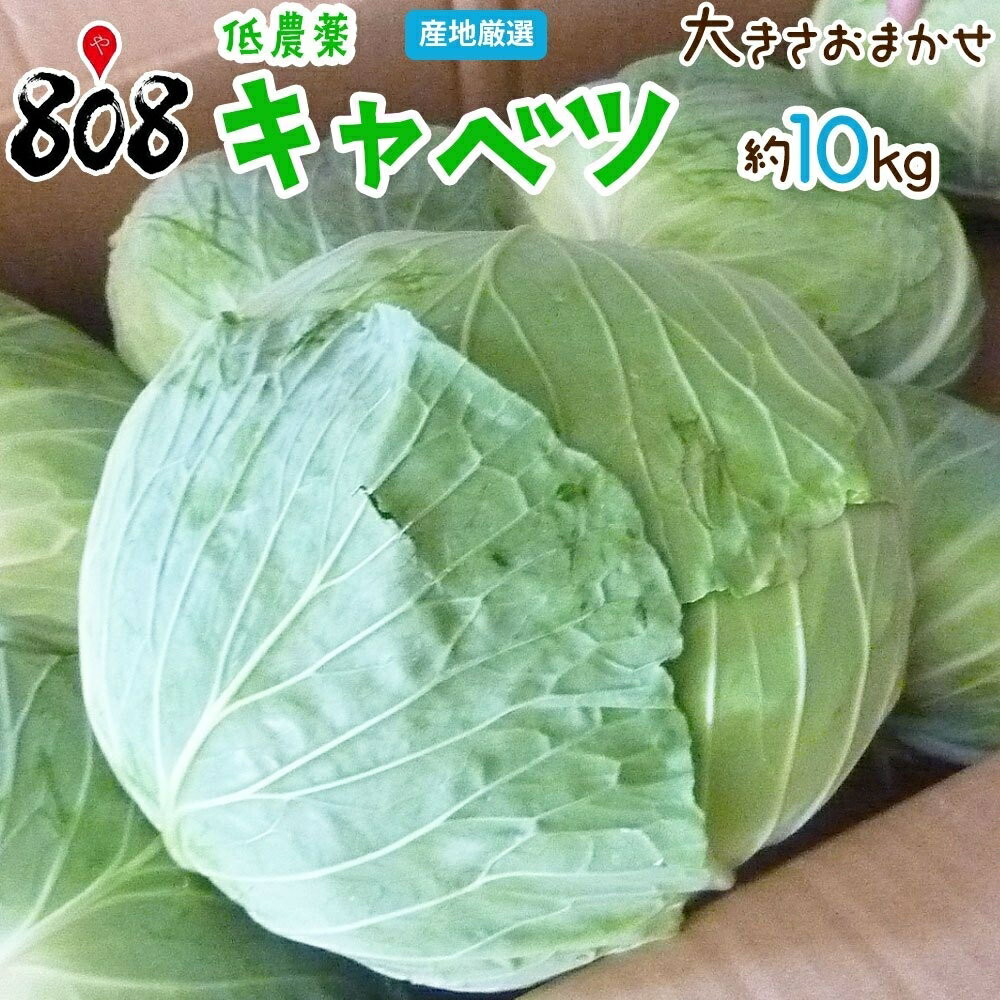 【送料無料】【産地厳選】低農薬 キャベツ 1箱 大きさお任せ 約10kg 北海道沖縄別途送料加算 