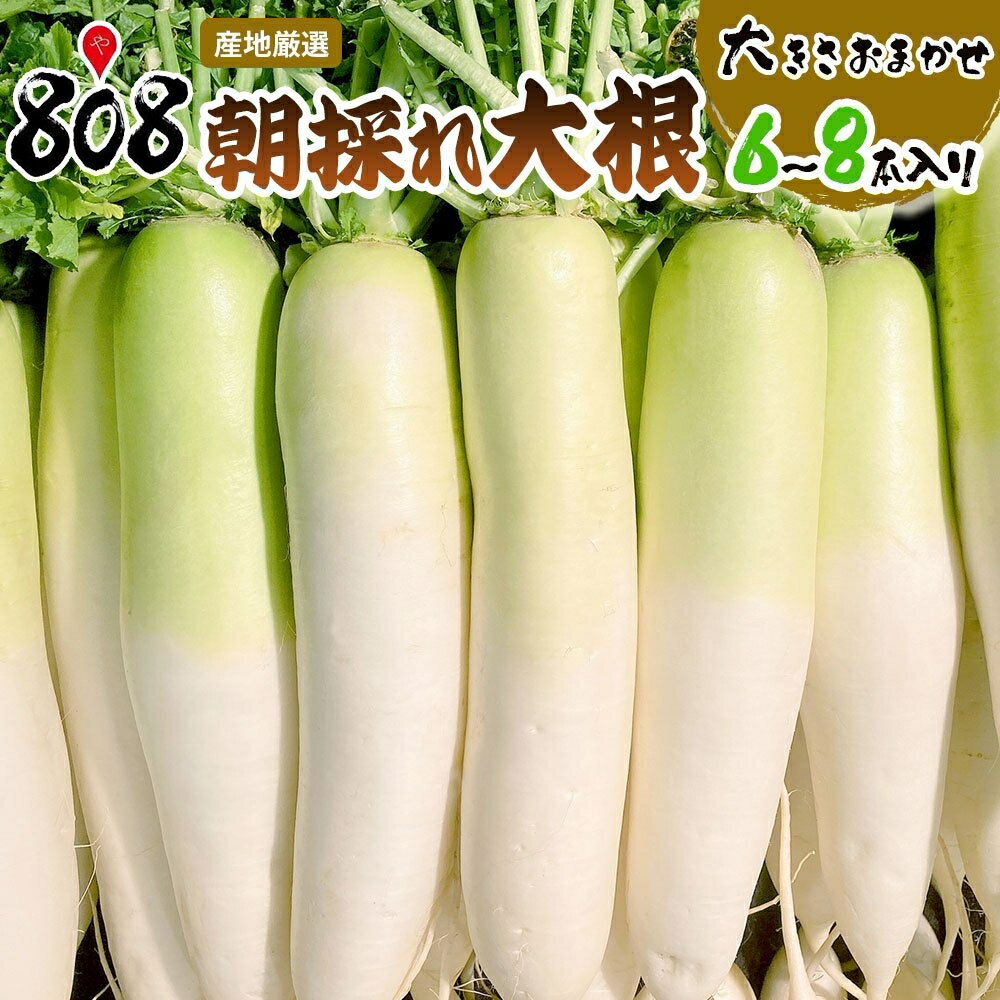 【送料無料】【産地厳選】朝採れ大根 大きさおまかせ 1箱 6本〜8本入り 北海道沖縄別途送料加算 