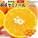 【送料無料】【和歌山他西日本産】訳あり セミノール 大きさおまかせ 約5kg(北海道沖縄別途送料加算)