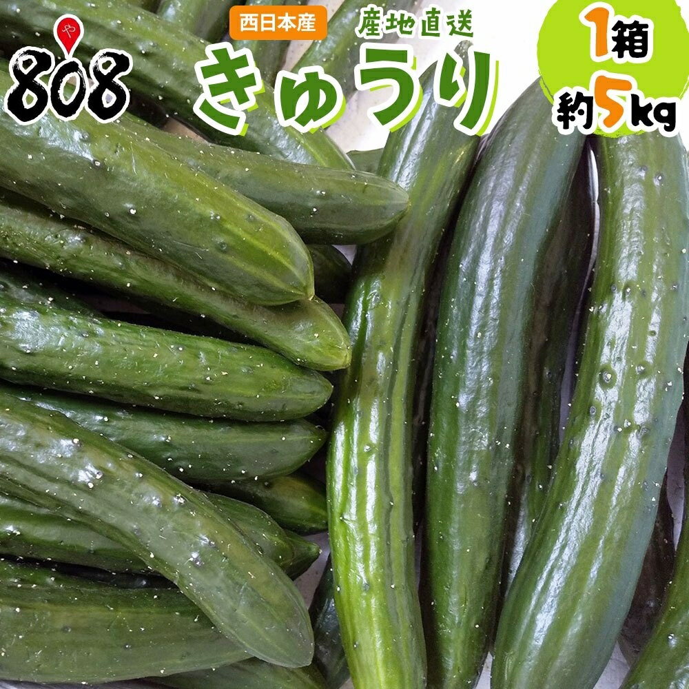 【送料無料】【宮崎県　愛媛県他　西日本産】産地直送 きゅうり 1箱　約5kg入(北海道沖縄別途送料加 ...