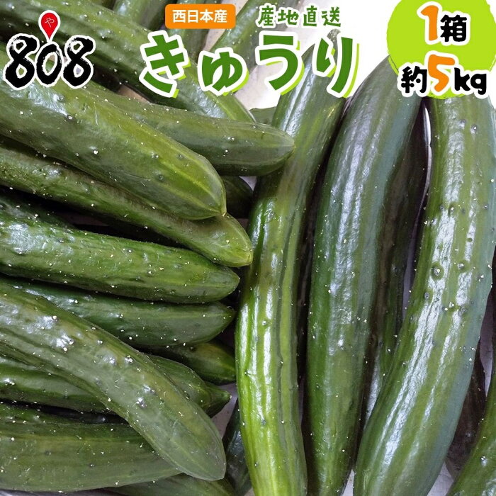 【送料無料】【宮崎県　愛媛県他　西日本産】産地直送 きゅうり 1箱　約5kg入(北海道沖縄別途送料加算)