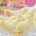 【送料無料】【長野県産】家庭用 白桃 1箱 約1kg 約2kg 約3kg 約4kg 約5kg(北海道沖縄別途送料加算)