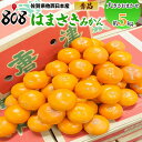 【送料無料】【佐賀県他西日本産】秀品 はまさき みかん 大きさおまかせ 約5kg 北海道沖縄別途送料加算 