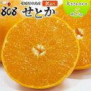 【送料無料】【愛媛県中島産】訳あり せとか 大きさおまかせ 約1kg 約2kg 約3kg 約4kg 約5kg(北海道沖縄別途送料加算)