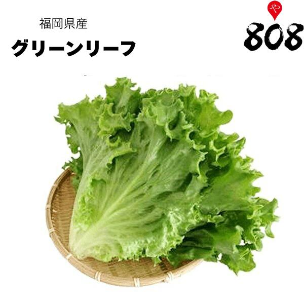 【送料別】【福岡県産】グリーンリーフ 1パック【野菜詰め合わせセットと同梱で送料無料】【送料は注文後に個数によって変動】