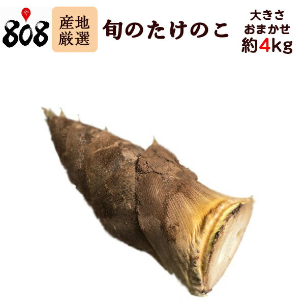 楽天市場】たけのこ 10kgの通販 楽天市場】たけのこ 10kgの通販