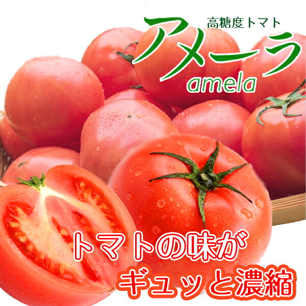 【送料無料】【静岡県/長野県産】とってもあま〜い 高糖度 アメーラトマト 大きさ...