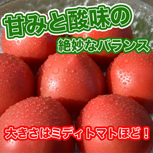 【送料無料】【静岡県/長野県産】とってもあま〜い 高糖度 アメーラトマト 大きさ...