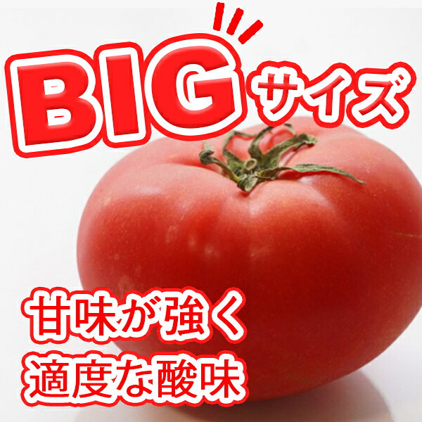 【送料無料】【産地厳選】超ビッグサイズ　トマト　1箱　12〜16玉入(北海道沖縄別途送料加算) 808seika-10000176 808青果店 サンプル画像2