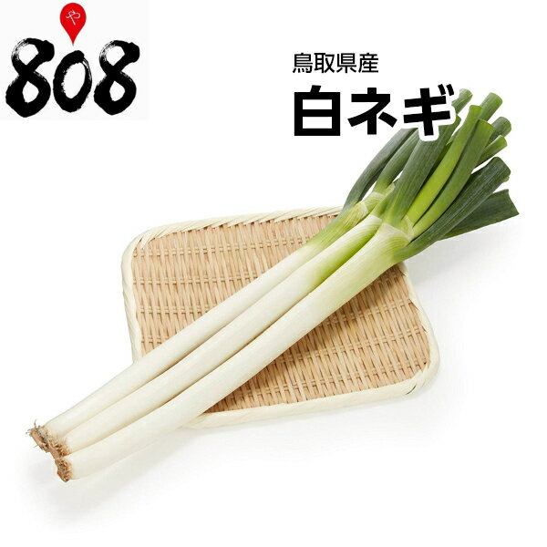 【送料別】【鳥取県産】白ネギ　1束　約400g【野菜詰め合わせセットと同梱で送料無料】