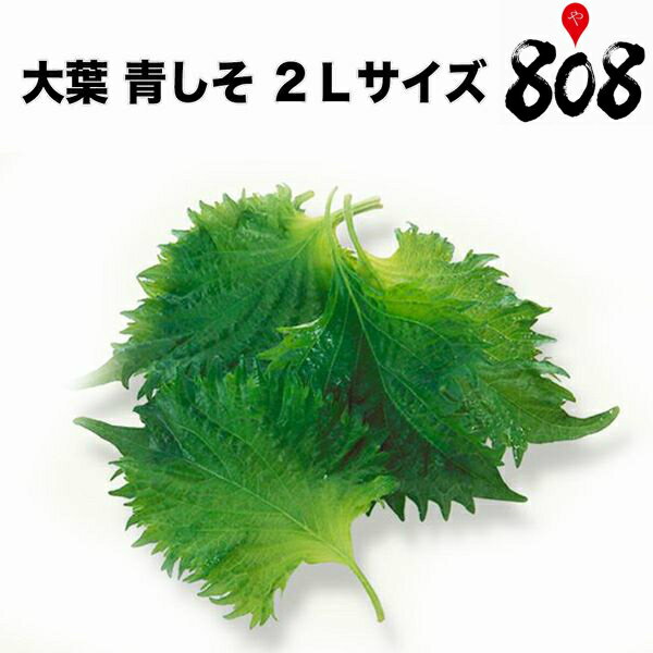 【送料別】【愛知県産】大葉 青しそ あおじそ 2Lサイズ 1パック約100g 100枚入【野菜詰め合わせセットと同梱で送料無料】【送料は注文後に個数によって変動】