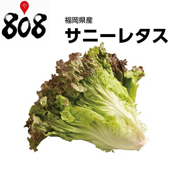 【送料別】【福岡県産】サニーレタス　1パック　約300g【野菜詰め合わせセットと同梱で送料無料】【送 ...