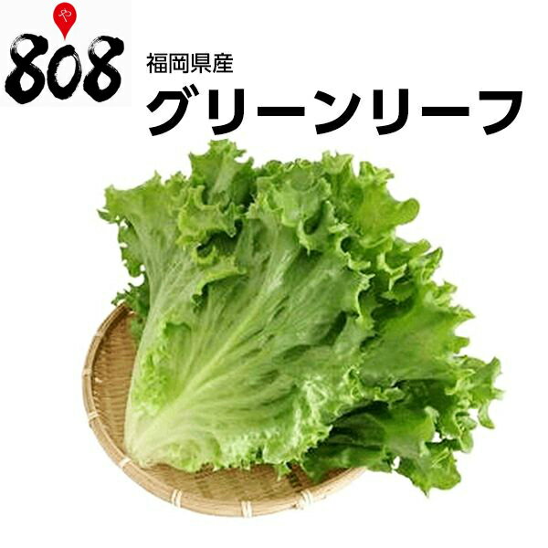 【送料別】【福岡県産】グリーンリーフ　1パック【野菜詰め合わせセットと同梱で送料無料】【送料は注文後に個数によって変動】