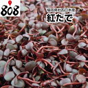 紅立 1パック 約40g