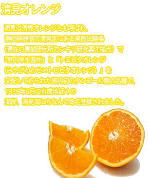 【送料無料】【西日本産】訳あり 清見オレンジ 大きさおまかせ 約10kg(北海道沖縄別途送料加算)樹上完熟/清見タンゴール/みかん/ミカン/蜜柑/訳有/訳あり/訳アリ/ワケあり/果物/フルーツ/デザート/高品質/野菜宅配/母の日