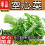 【愛知県・岐阜県産】空心菜【野菜詰め合わせセットと同梱で送料無料】【西日本産 低農薬・特別栽培農産物】【佐川急便・ヤマト運輸送料別】