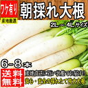 【産地厳選】朝採れ大根 1箱 2L〜4Lサイズ 6本〜8本入...
