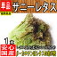 【福岡県産】サニーレタス【野菜詰め合わせセットと同梱で送料無料】【西日本産 低農薬・特別栽培農産物】【佐川急便・ヤマト運輸送料別】