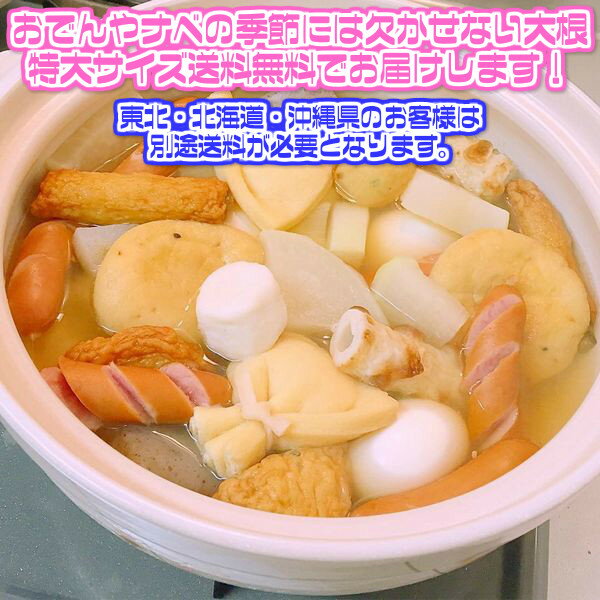 【送料無料】【産地厳選】朝採れ大根　大きさおまかせ 1箱　6本〜8本入り(北海道沖縄別途送料加算)だいこん/ダイコン/敬老の日