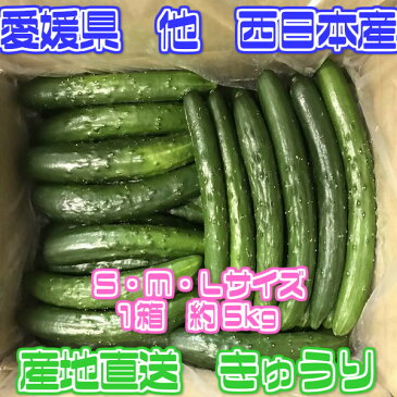 【送料無料】【宮崎県　愛媛県他　西日本産】産地直送 きゅうり 1箱　約5kg入(北海道沖縄別途送料加算)冷やしきゅうり/きゅうり食べるだけダイエット/キュウリ/胡瓜/漬物/キムチ