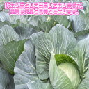 【送料無料】【産地厳選】低農薬 大玉キャベツ 1箱 L〜3Lサイズ 約10kg以上(北海道沖縄別途送料加算)