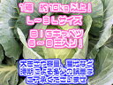 【送料無料】【産地厳選】低農薬 大玉キャベツ 1箱 L〜3Lサイズ 約10kg以上(北海道沖縄別途送料加算)